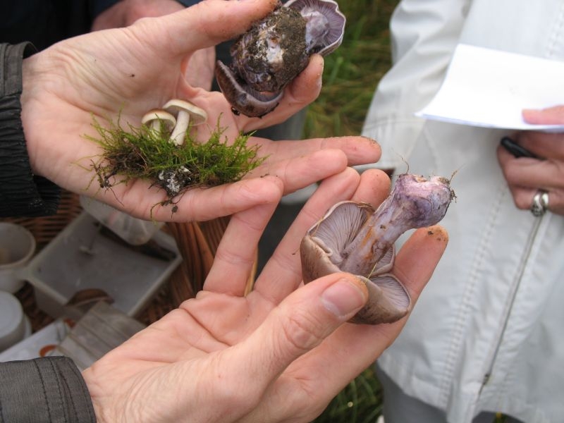 2006 10 Myco Etang d'Or 09